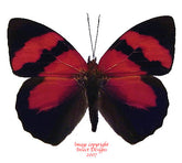 Temenis pulchra (Peru)